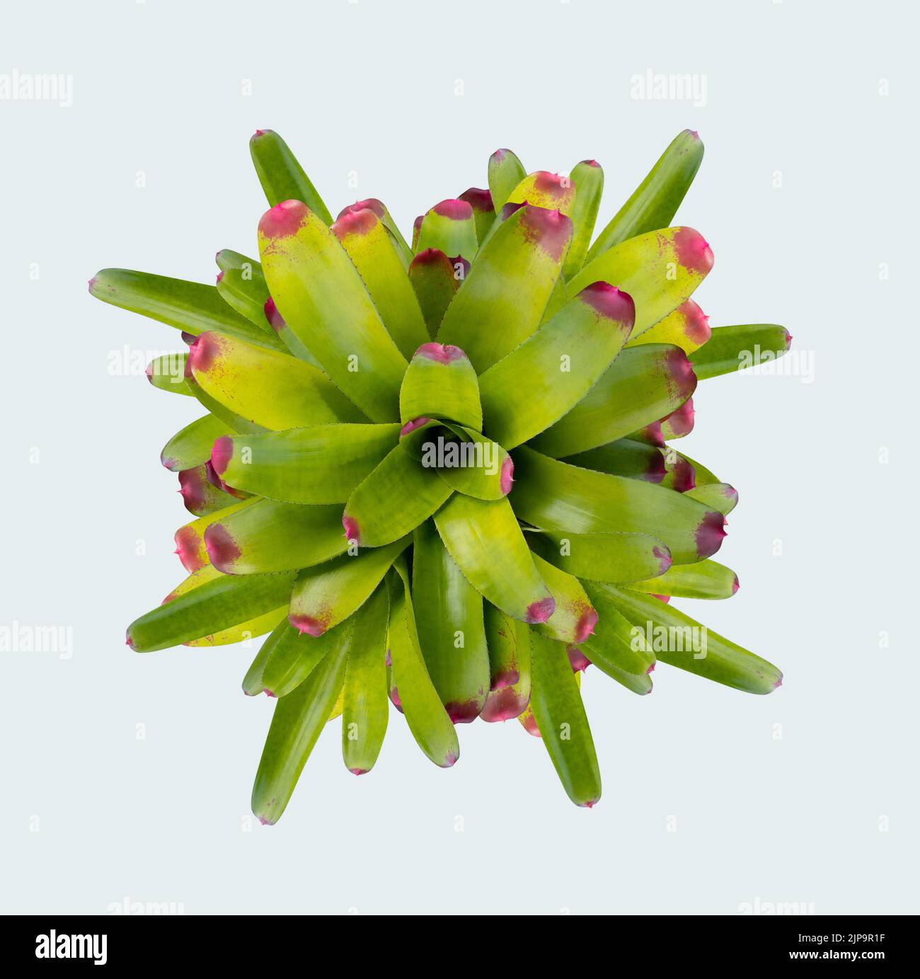 Bromeliads Neoregelia isolated on white background, Bromeliads Neoregelia Thai species with mostly green leaves. Stock Photo