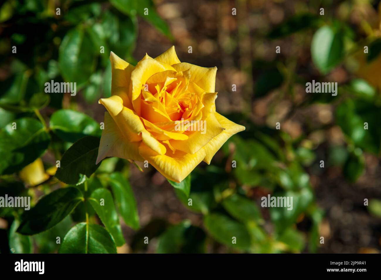 Beautiful yellow roses blossom in the garden on a sunny day Stock Photo