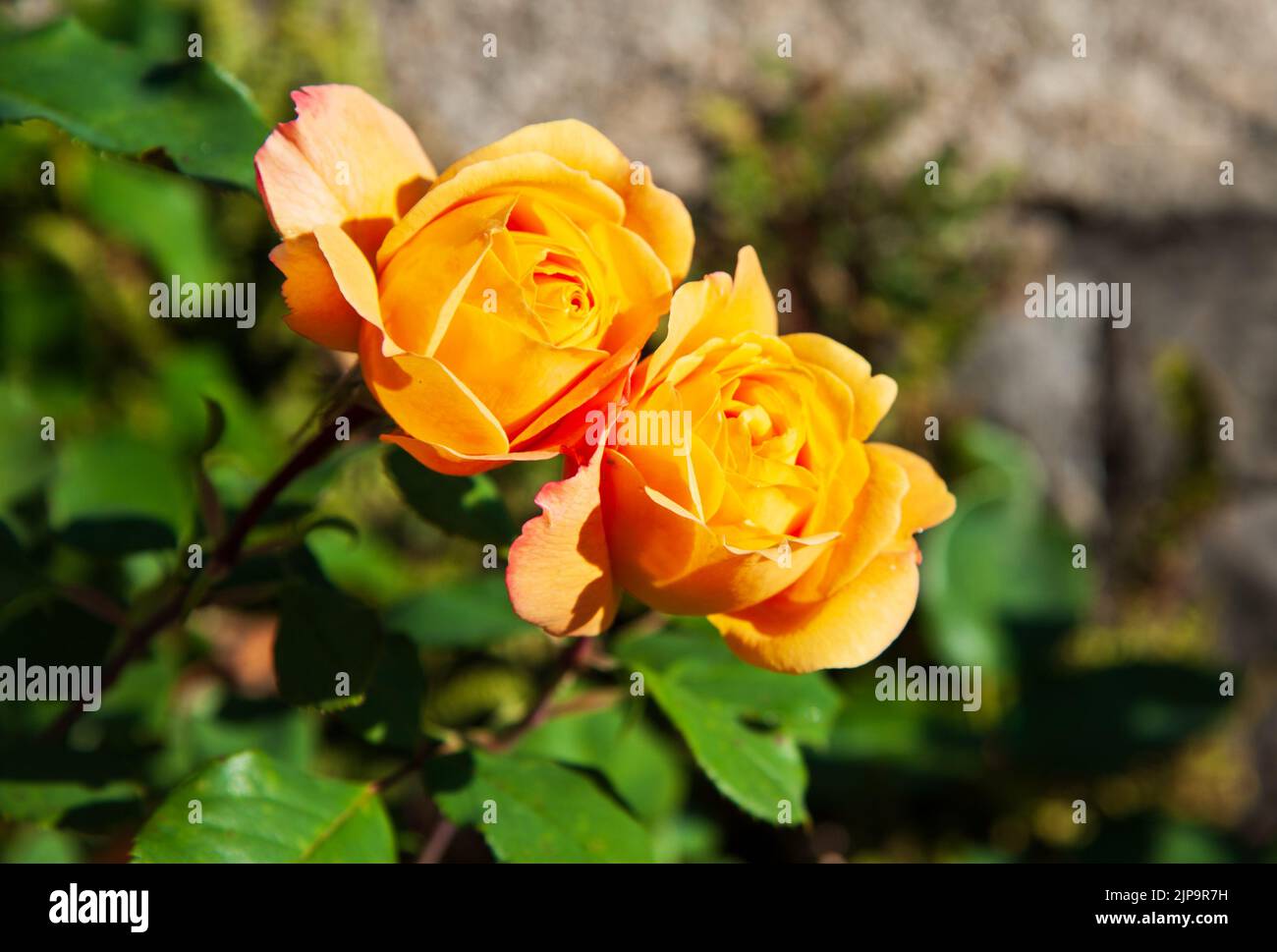 Beautiful yellow roses blossom in the garden on a sunny day Stock Photo
