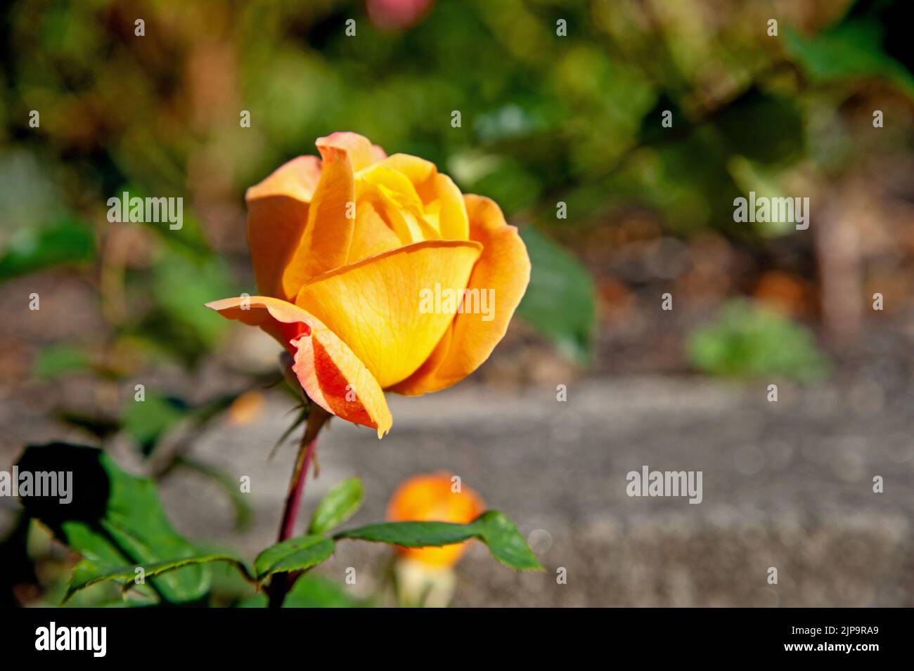Beautiful orange roses blossom in the garden on a sunny day Stock Photo