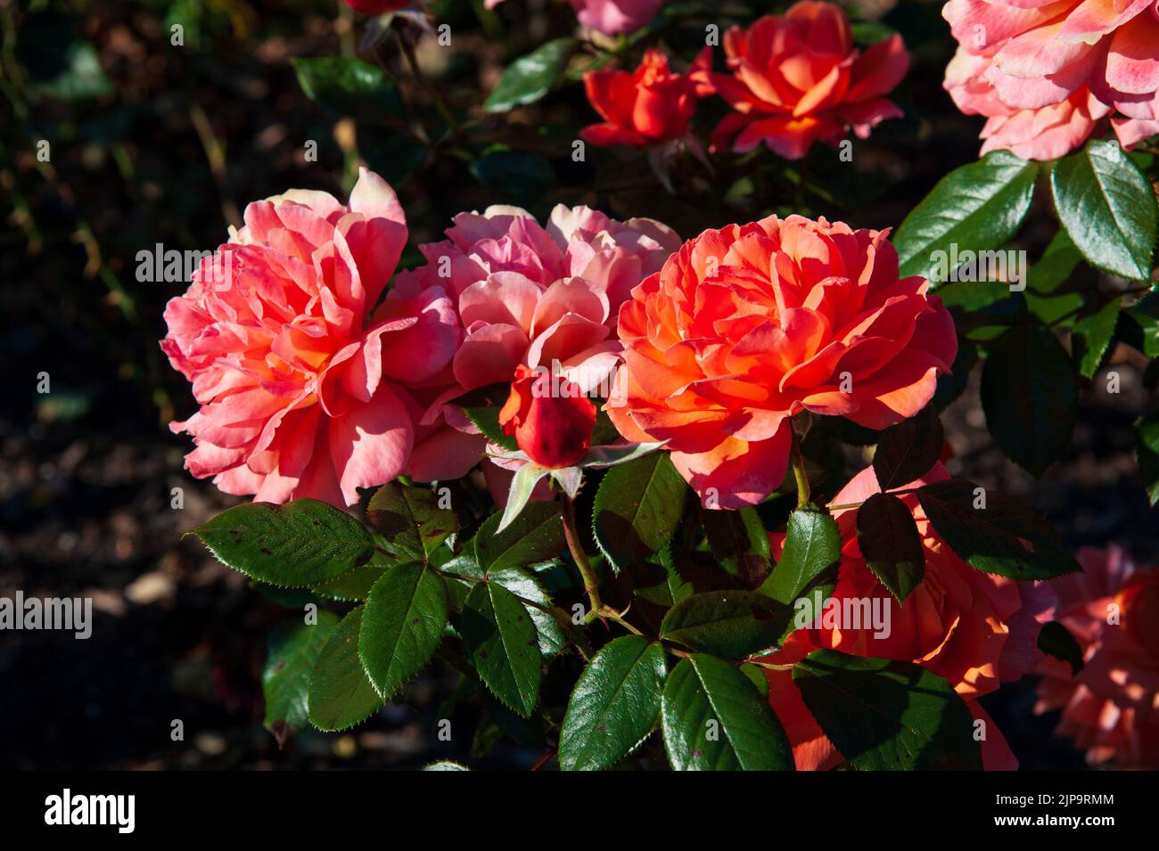 Beautiful pink and red roses blossom in the garden on a sunny day Stock Photo