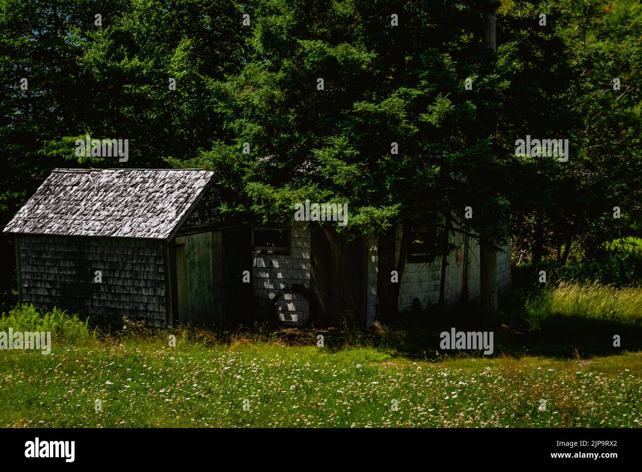 a abandoned shed in the middle of a group of trees Stock Photo