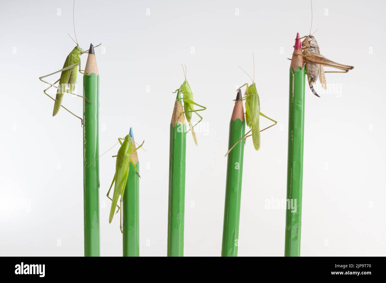 great green bush cricket, cricket, tettigoria viridisima, acheta domesticus, great green bush-crickets Stock Photo