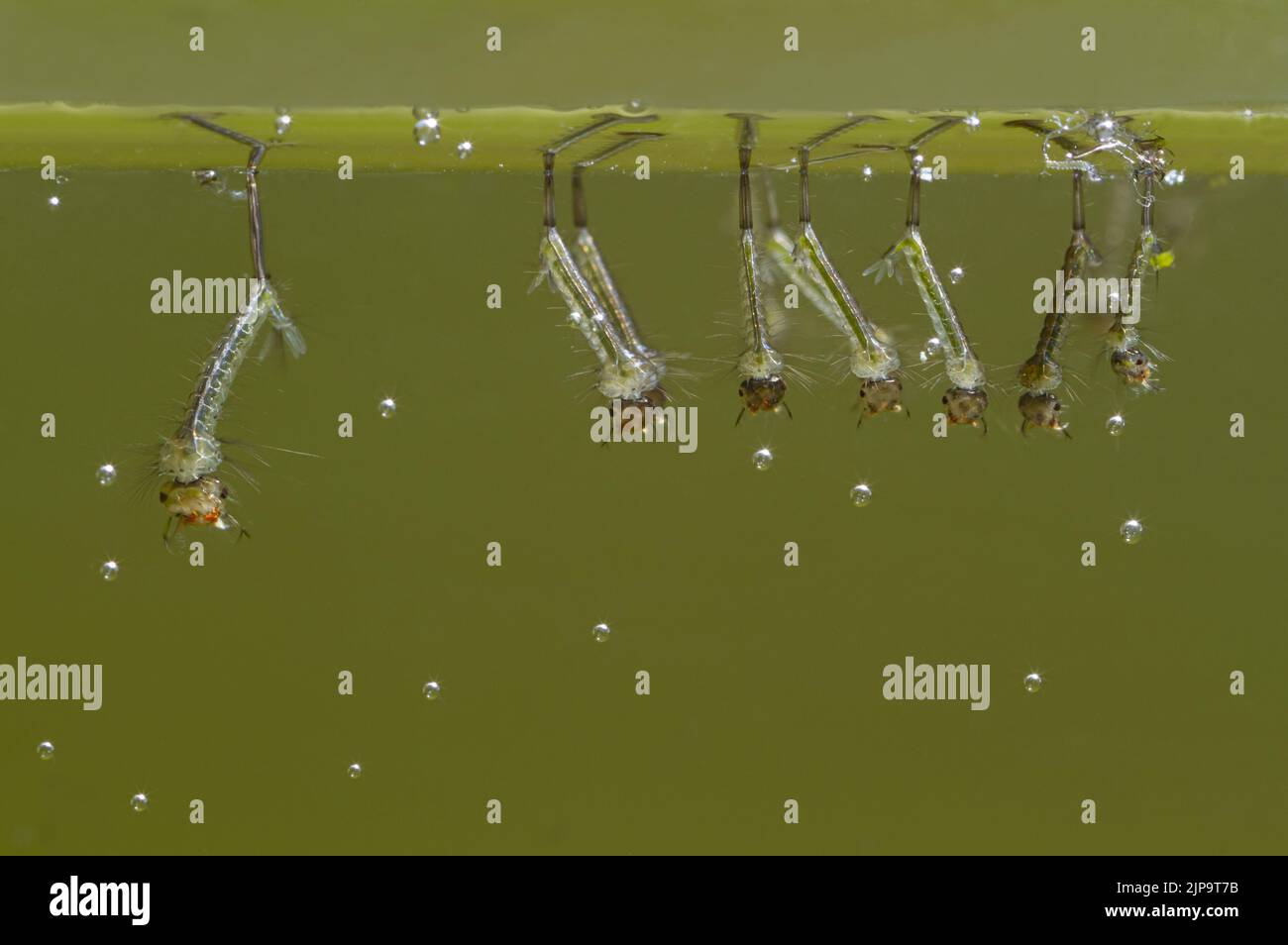 mosquito larva, mosquito larvas Stock Photo Alamy