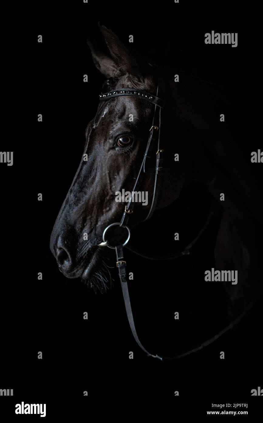 horsehead, horses, horseheads, horse Stock Photo Alamy