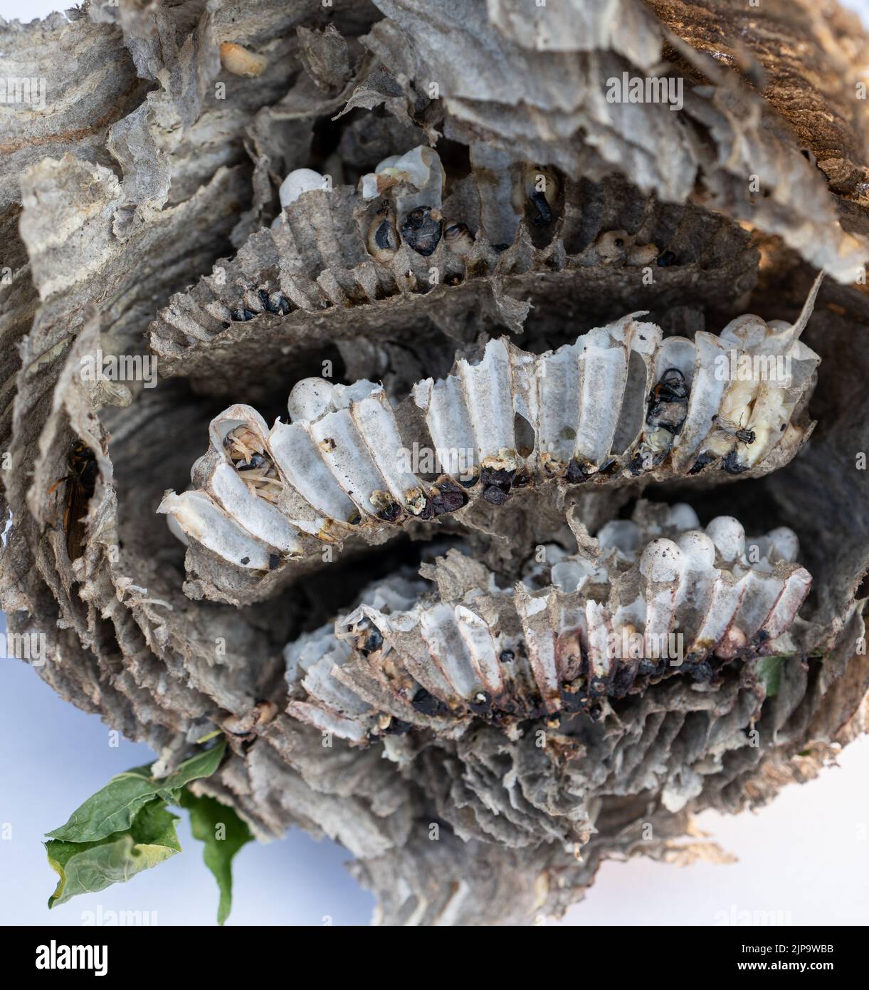 Wasp nest section profile view Stock Photo