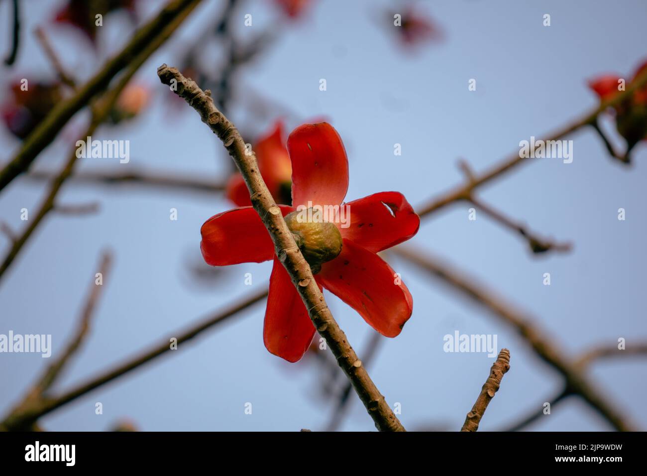 Close-up image of Red Shimul flower. This tree is commonly known as Let-pan. It is widely planted in parks and on roadsides there because of its beauty Stock Photo