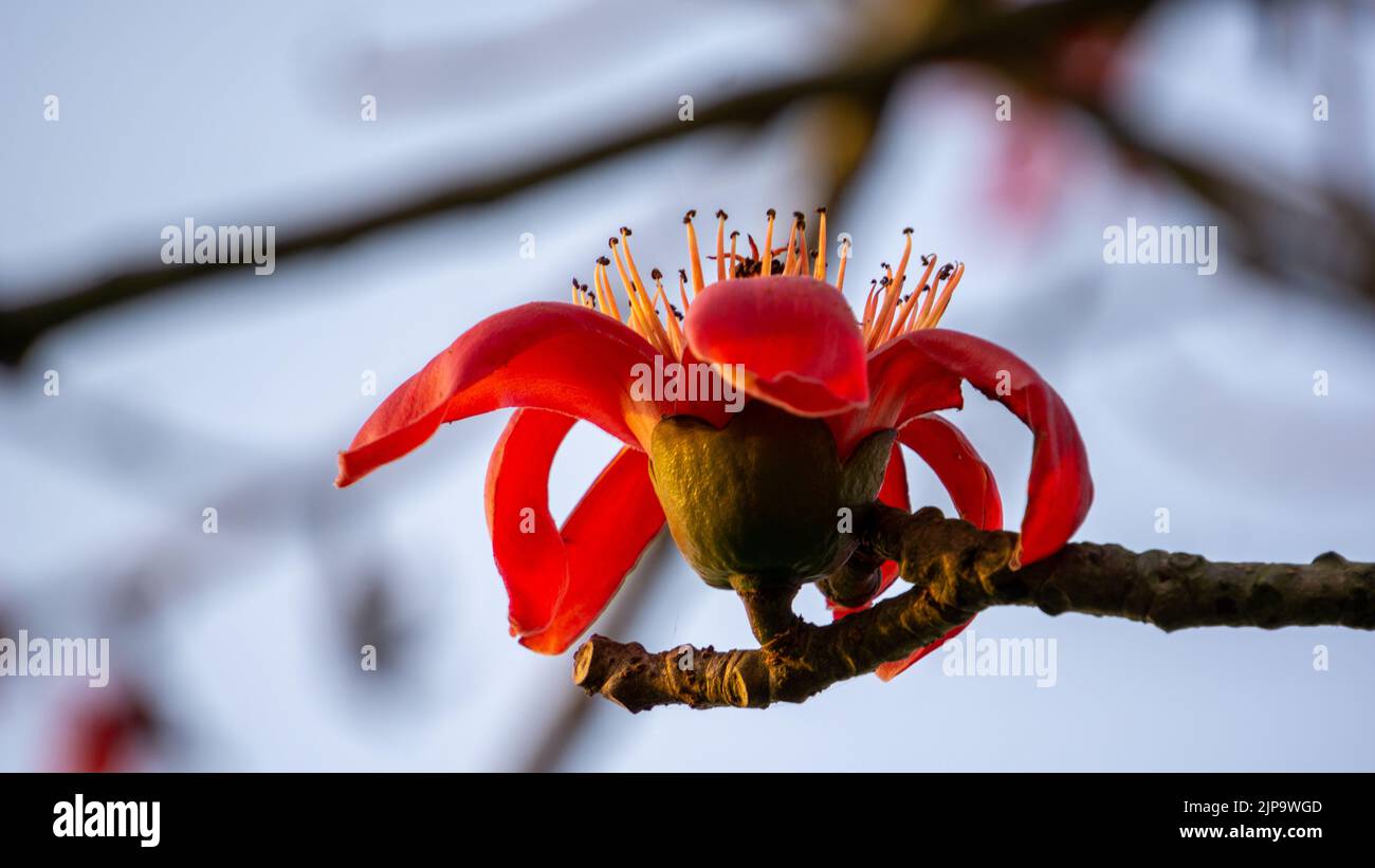 Closeup cotton flower flowering, flowers pod Shimul Red Silk Cotton
