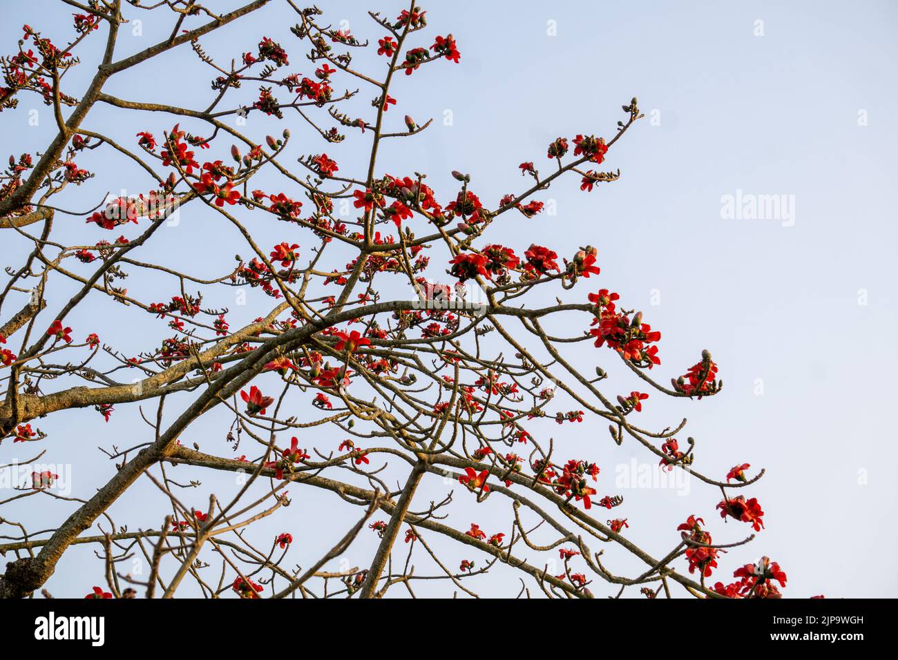 Red Silk Cotton flower is also known as Bombax Ceiba, Shimul. Dhaka