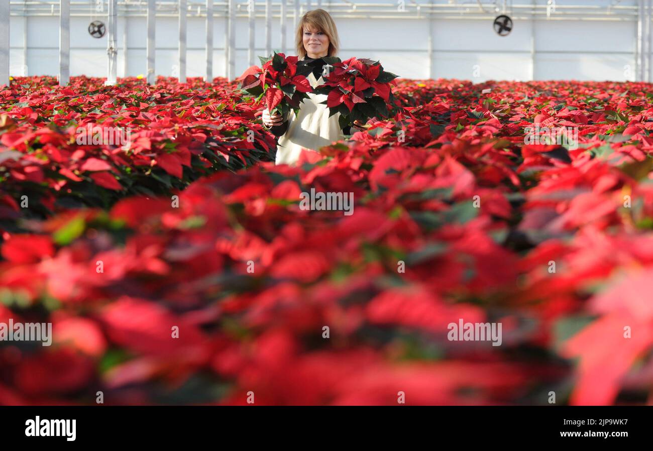 Ready for Christmas.  Despatch Supervisor Lina Veliuoniene (correct) of Roundstone  Propogation, near Chichester , West Sussex with some of the 150,000 Poinsettias that are grown at the nursey for Sainsbury's supermarkets across the country each Christmas.  Over 5 million Poinsettia are sold in the uk at a total value of £25 million, but they need to be kept warm as they wilt as soon as the temperature drops below 50 degrees fahrenheit.  They are named after the first U.S ambassador to Mexico Joel Roberts Ponsettia who discovered the plant growing by a roadside in 1828.  Nursery Manager David Stock Photo