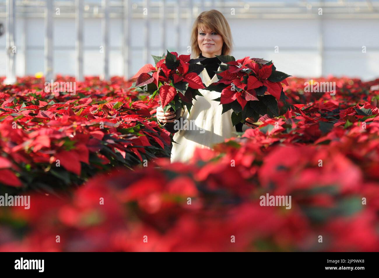 Ready for Christmas.  Despatch Supervisor Lina Veliuoniene (correct) of Roundstone  Propogation, near Chichester , West Sussex with some of the 150,000 Poinsettias that are grown at the nursey for Sainsbury's supermarkets across the country each Christmas.  Over 5 million Poinsettia are sold in the uk at a total value of £25 million, but they need to be kept warm as they wilt as soon as the temperature drops below 50 degrees fahrenheit.  They are named after the first U.S ambassador to Mexico Joel Roberts Ponsettia who discovered the plant growing by a roadside in 1828.  Nursery Manager David Stock Photo