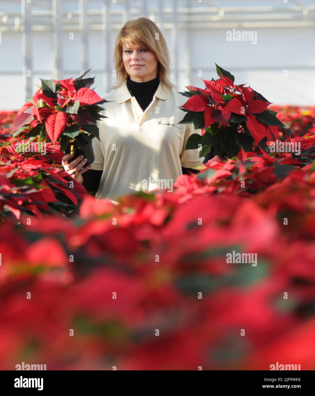Ready for Christmas.  Despatch Supervisor Lina Veliuoniene (correct) of Roundstone  Propogation, near Chichester , West Sussex with some of the 150,000 Poinsettias that are grown at the nursey for Sainsbury's supermarkets across the country each Christmas.  Over 5 million Poinsettia are sold in the uk at a total value of £25 million, but they need to be kept warm as they wilt as soon as the temperature drops below 50 degrees fahrenheit.  They are named after the first U.S ambassador to Mexico Joel Roberts Ponsettia who discovered the plant growing by a roadside in 1828.  Nursery Manager David Stock Photo