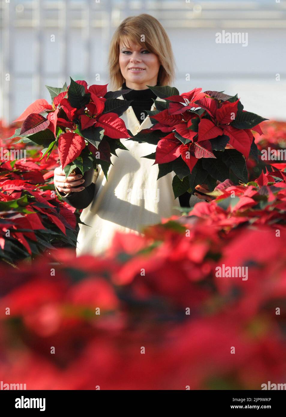 Ready for Christmas.  Despatch Supervisor Lina Veliuoniene (correct) of Roundstone  Propogation, near Chichester , West Sussex with some of the 150,000 Poinsettias that are grown at the nursey for Sainsbury's supermarkets across the country each Christmas.  Over 5 million Poinsettia are sold in the uk at a total value of £25 million, but they need to be kept warm as they wilt as soon as the temperature drops below 50 degrees fahrenheit.  They are named after the first U.S ambassador to Mexico Joel Roberts Ponsettia who discovered the plant growing by a roadside in 1828.  Nursery Manager David Stock Photo