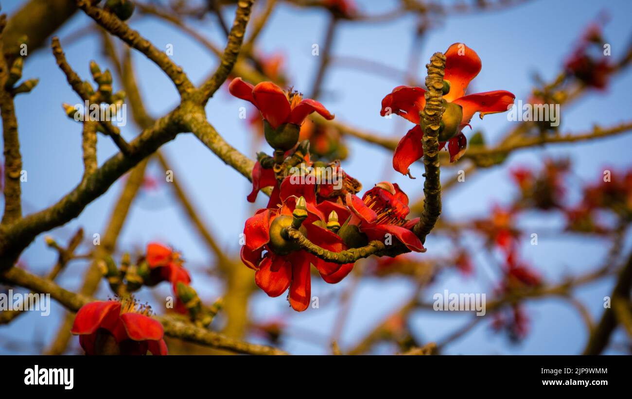 Shimul or Red silk-cotton (Bombax ceiba, family: Malvaceae) is one of the most common trees that found in Bangladesh. Stock Photo