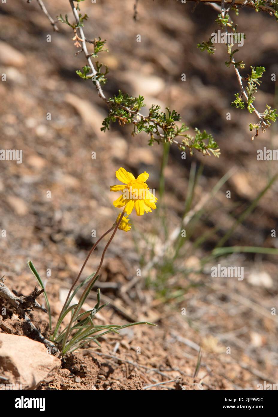 Daisy type flower at Grand Canyon National Park, Arizona.  Single bloom, beautiful. Stock Photo