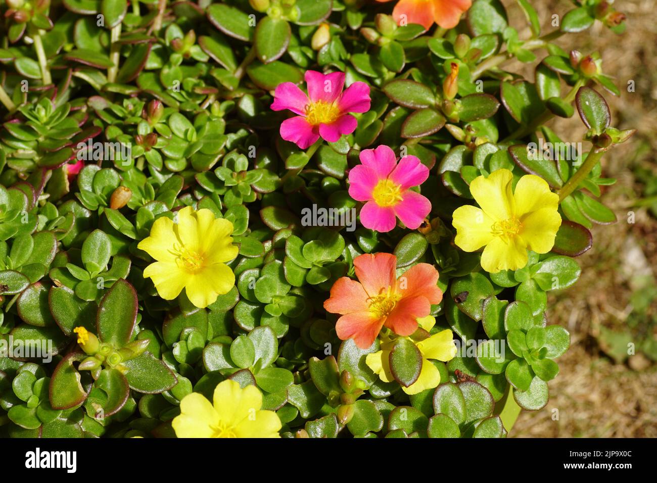 Close up flowers of Portulak 'Carnaval', Moss rose (Portulaca grandiflora Carnaval), family Portulacaceae. A semi-succulent plant. Summer, August, Stock Photo