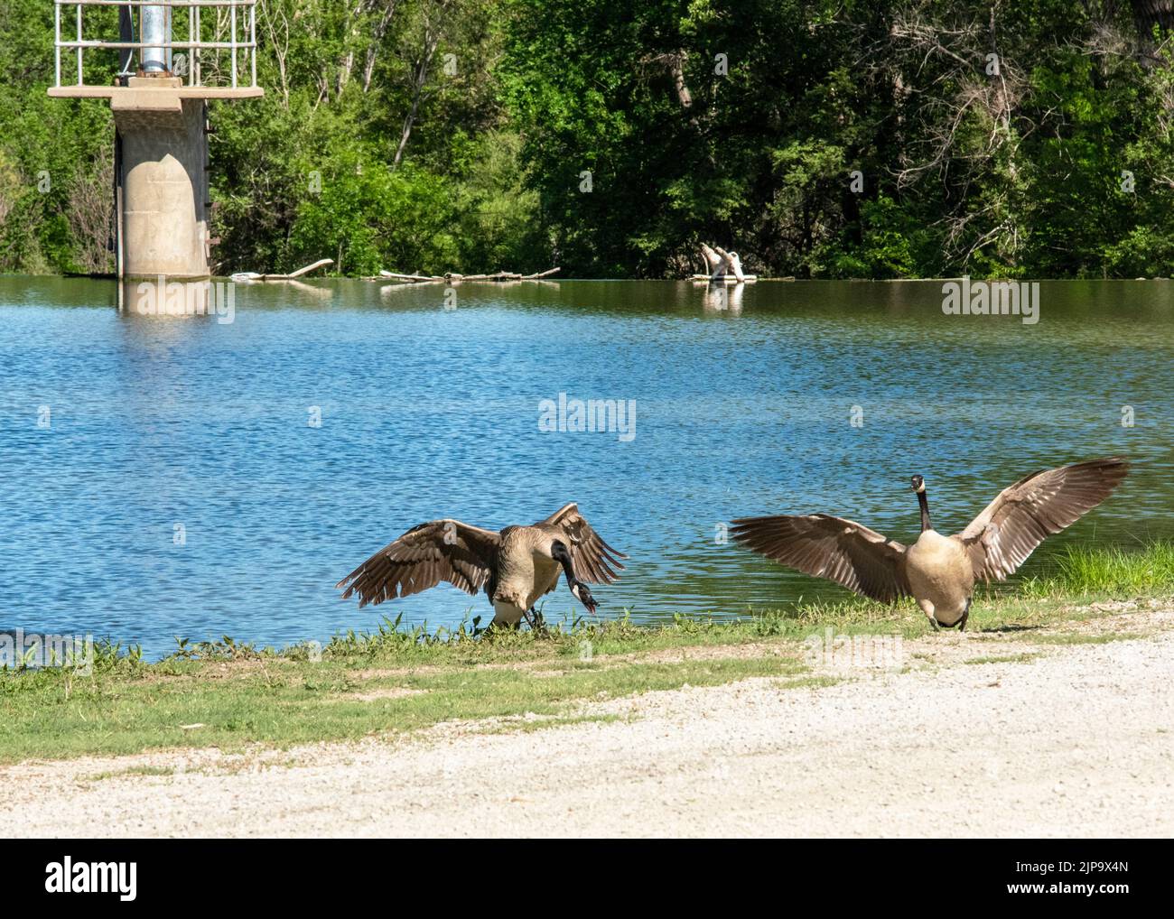 Geese In Kansas Canadian geese fighting along the river bank at Ellis Lakeside ...