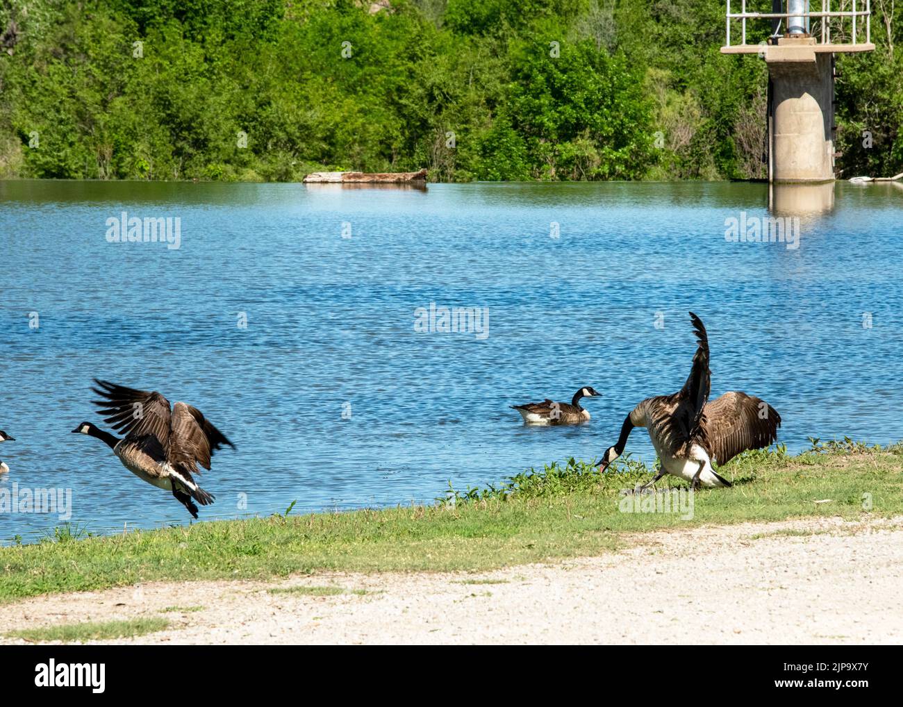Canadian geese fighting along the river bank at Ellis Lakeside