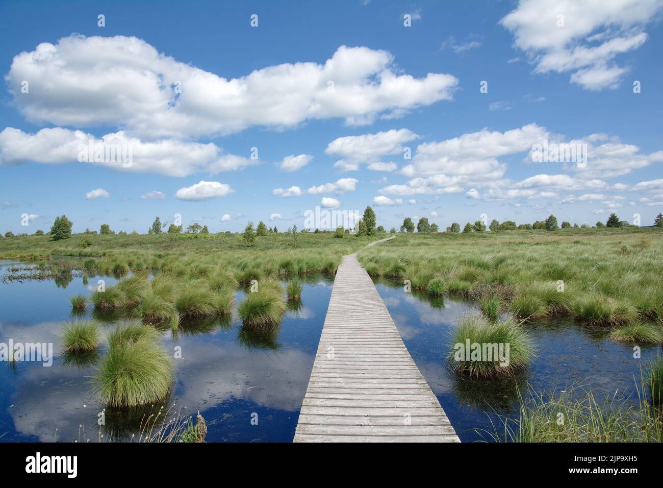 Footpath in Hohes Venn Moor or Hautes fagnes Moor,Nature Reserve in Germany and Belgium Stock Photo