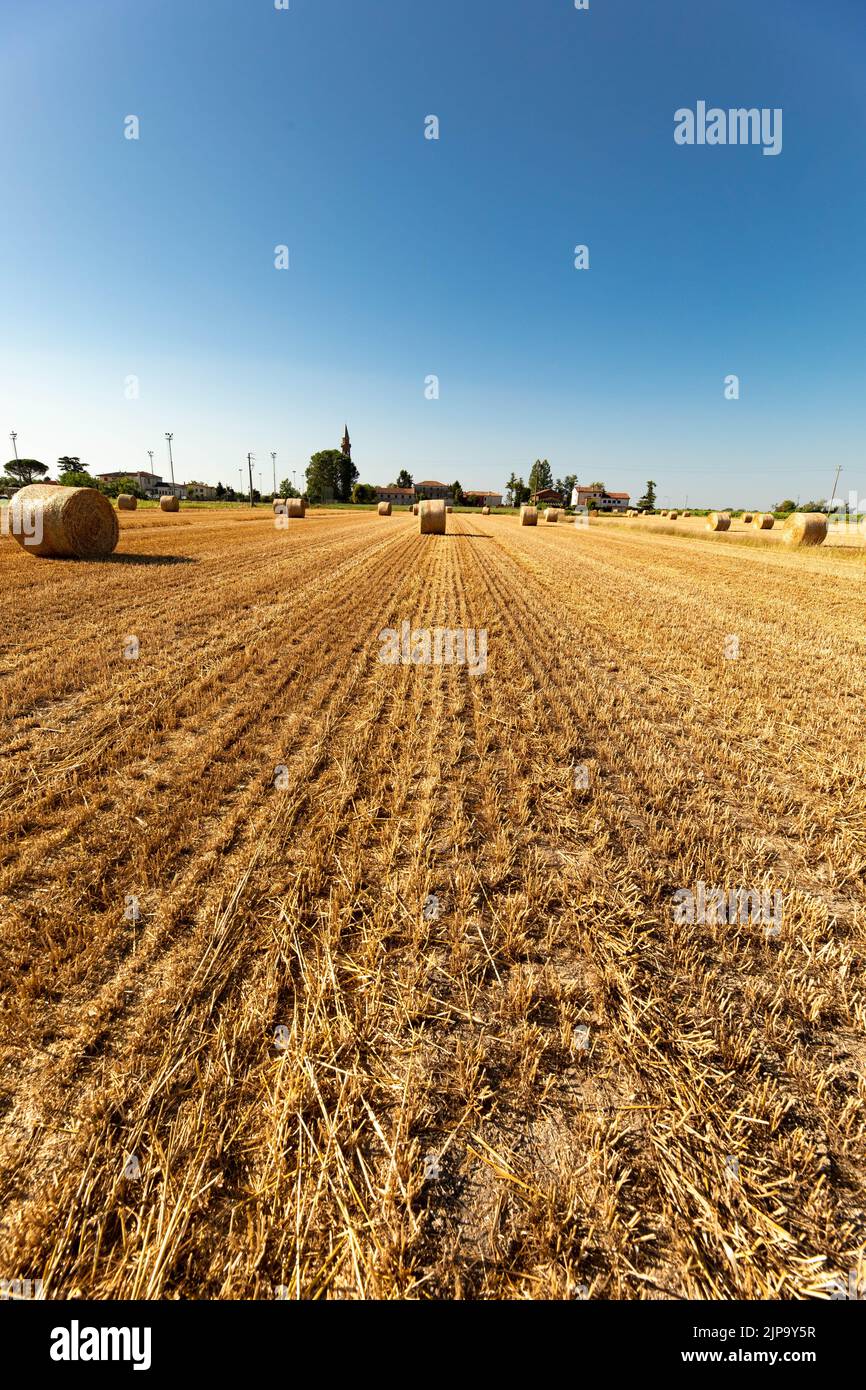 Straw balls on the agricultural field during summer sunny day in farmland Stock Photo