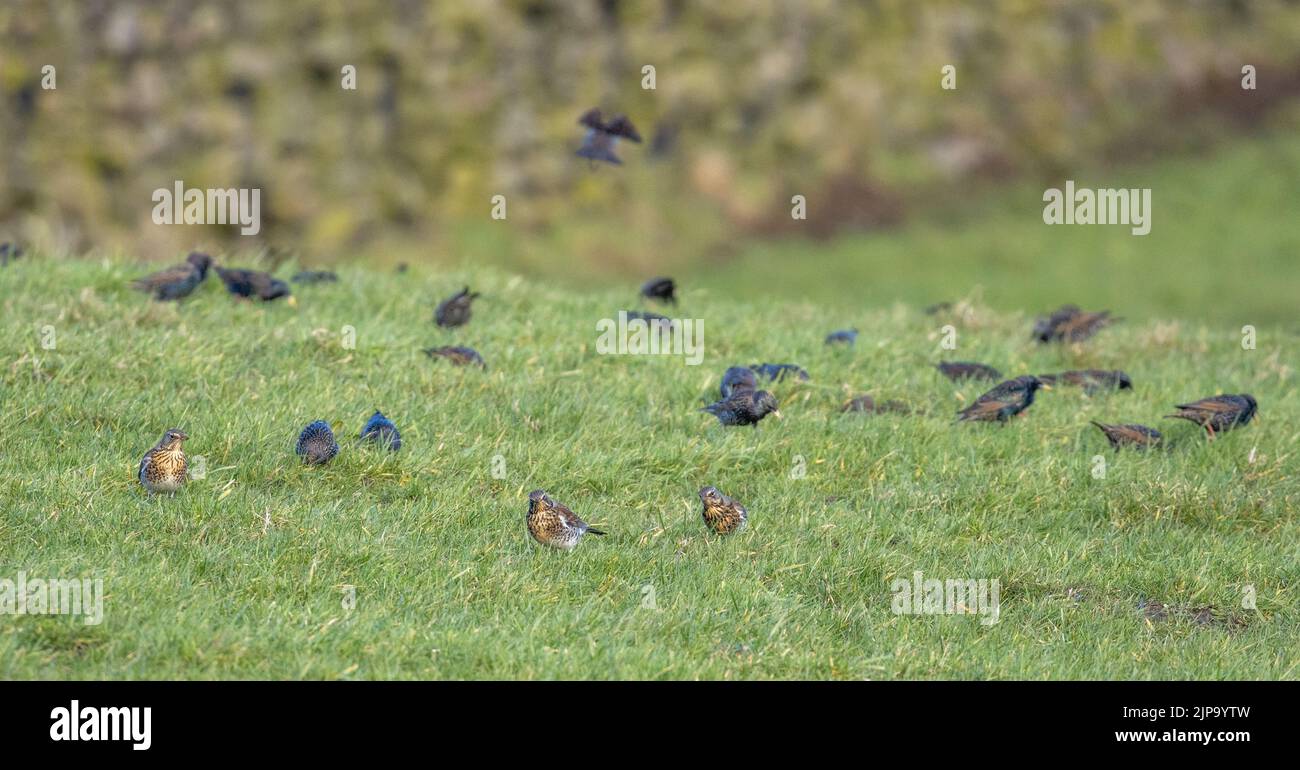 UK wildlife: Mixed flock of common starlings (Sturnus vulgaris) and fieldfares (Turdus pilaris) feeding on the ground in a field, West Yorkshire, Engl Stock Photo