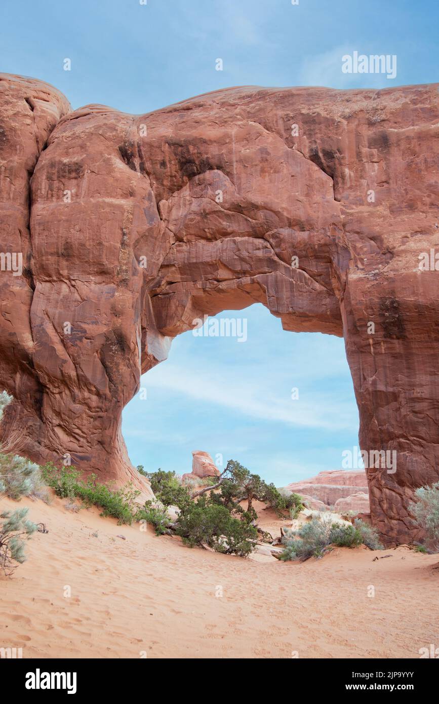 Pine Tree Arch located at Arches National Park, Moab, Utah, USA.  Arch with a pine tree scrub growing in the middle. Stock Photo