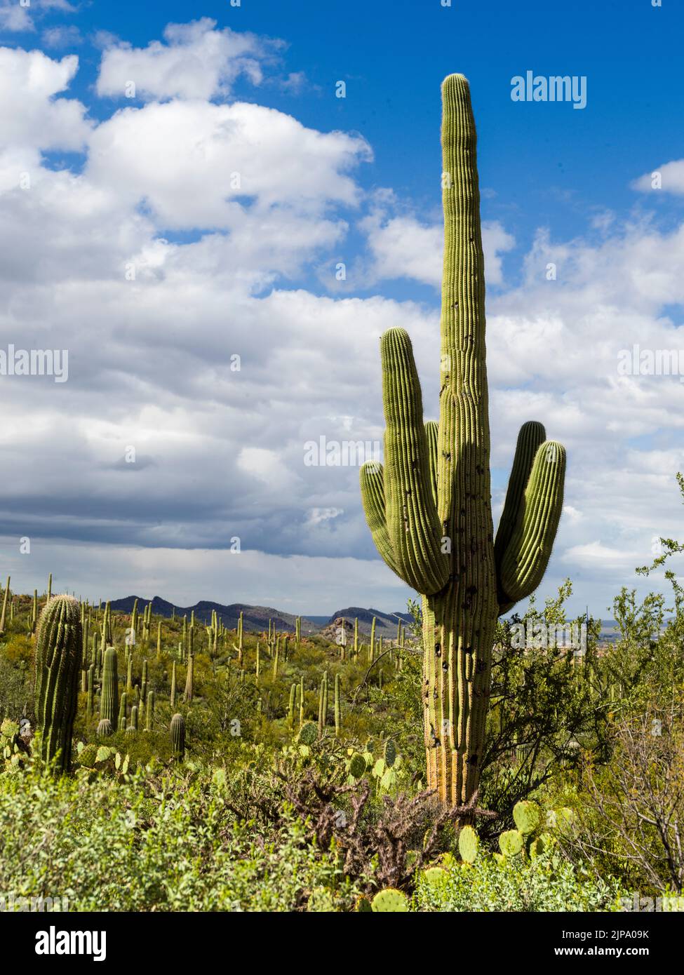 Beautiful Tall Cactus Trees Saguaro National Park, Tucson Arizona,USA Stock Photo