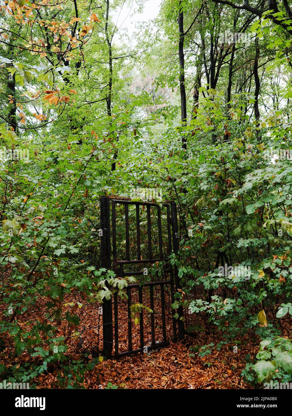 A closed gate in the middle of the forest Stock Photo