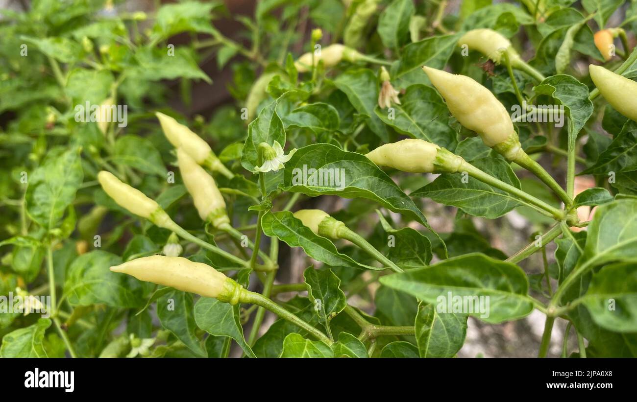 A closeup of small chili peppers growing in a garden Stock Photo - Alamy