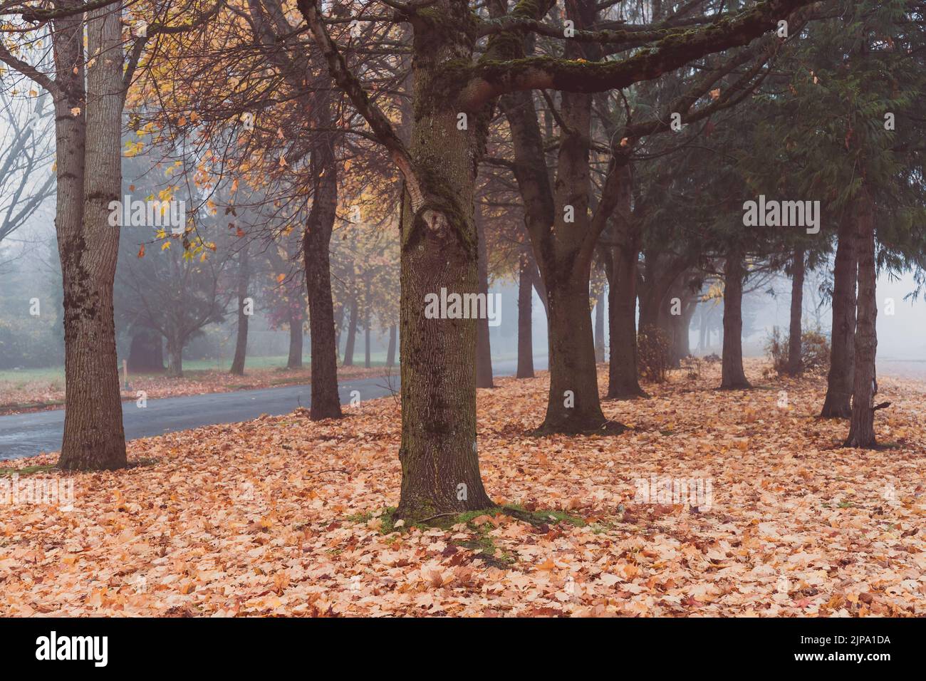 Maple Trees with Fallen Leaves in Fog in Autumn Stock Photo