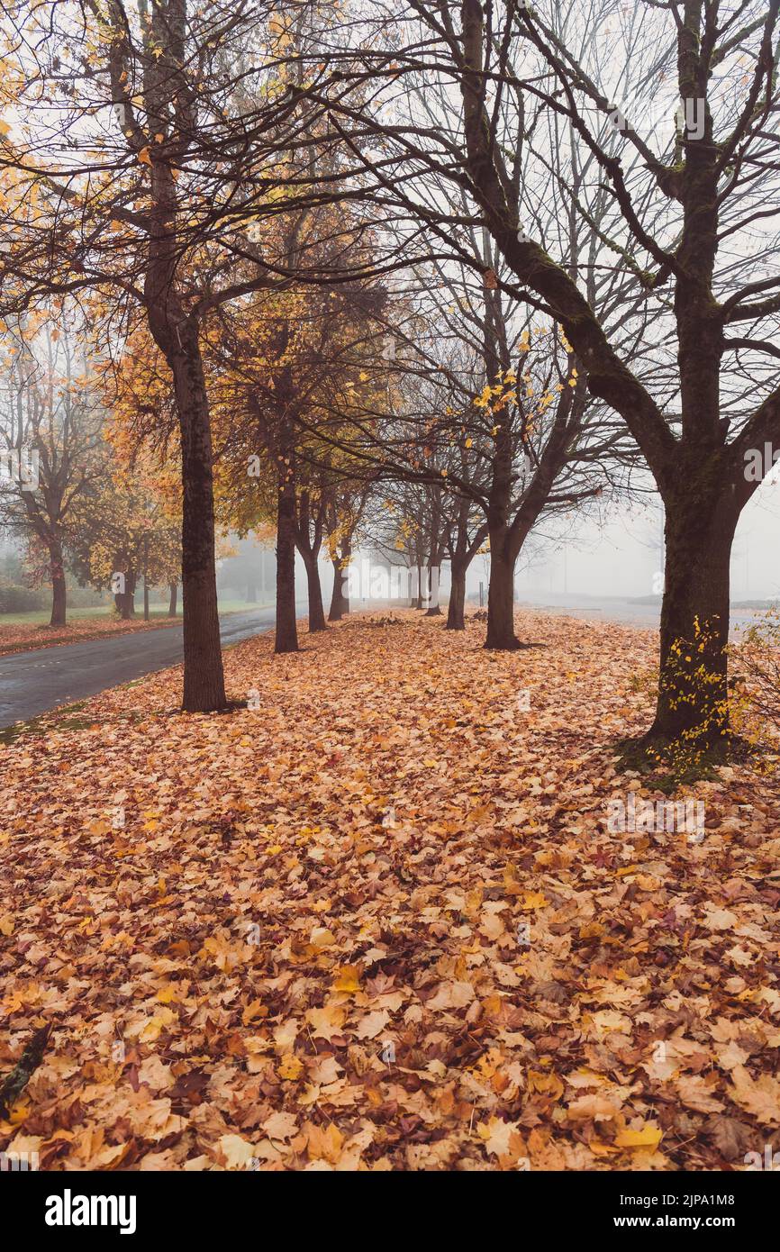 Fallen Maple Leaves from Trees in Fog in Autumn Stock Photo - Alamy