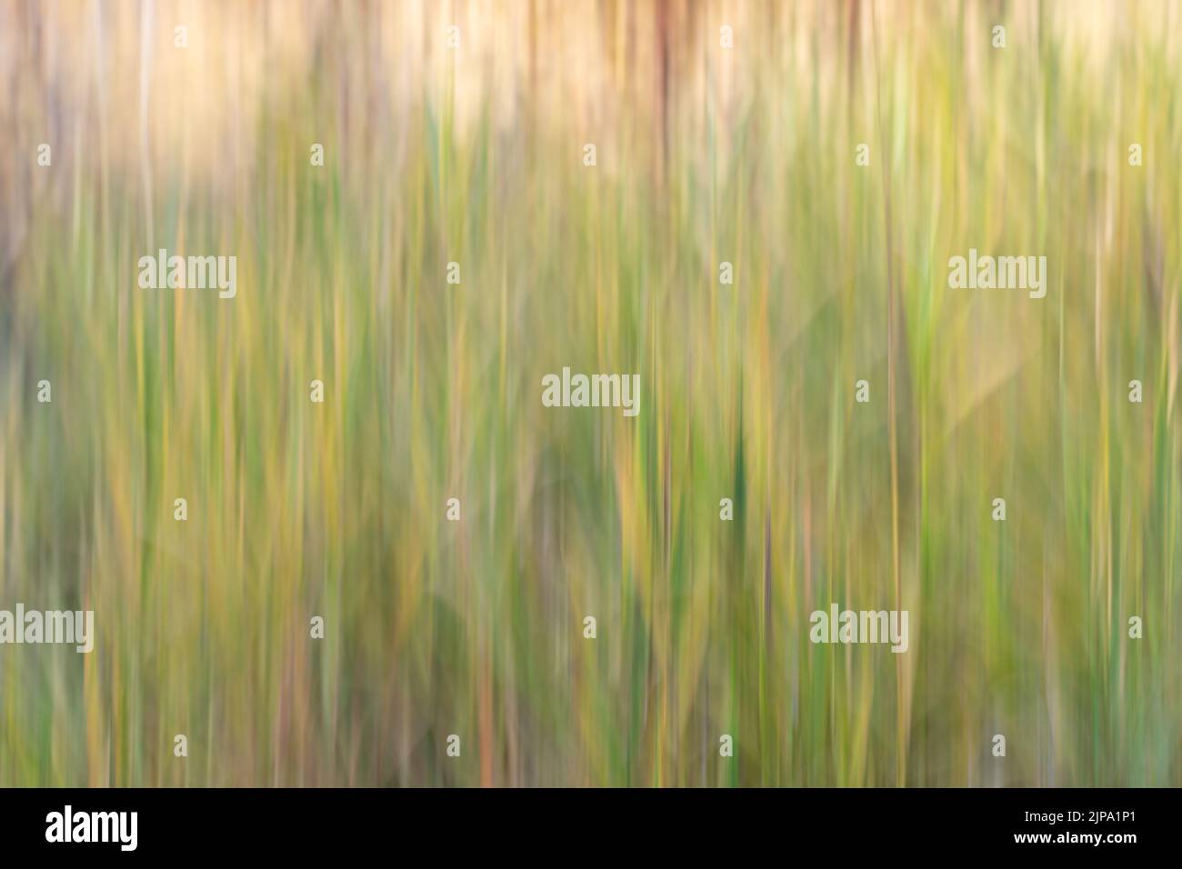 Yellow and Green Autumn Grass Abstract Blurred by Intentional Camera Movement Stock Photo