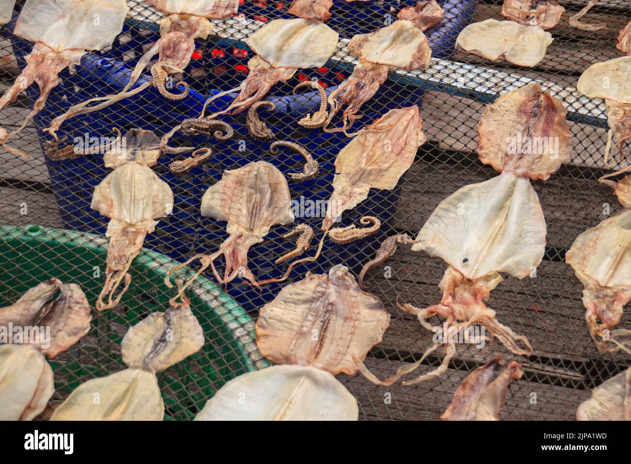 Sun dried squids, traditional food in Cambodia and many parts of