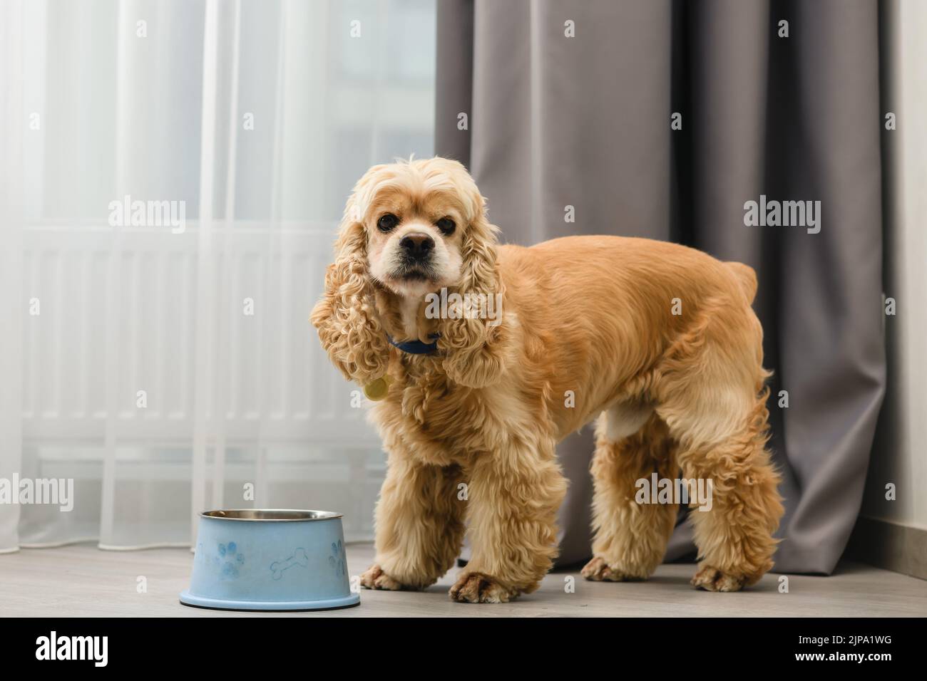 Cocker spaniel dog eating food from bowl on the floor in the home Stock