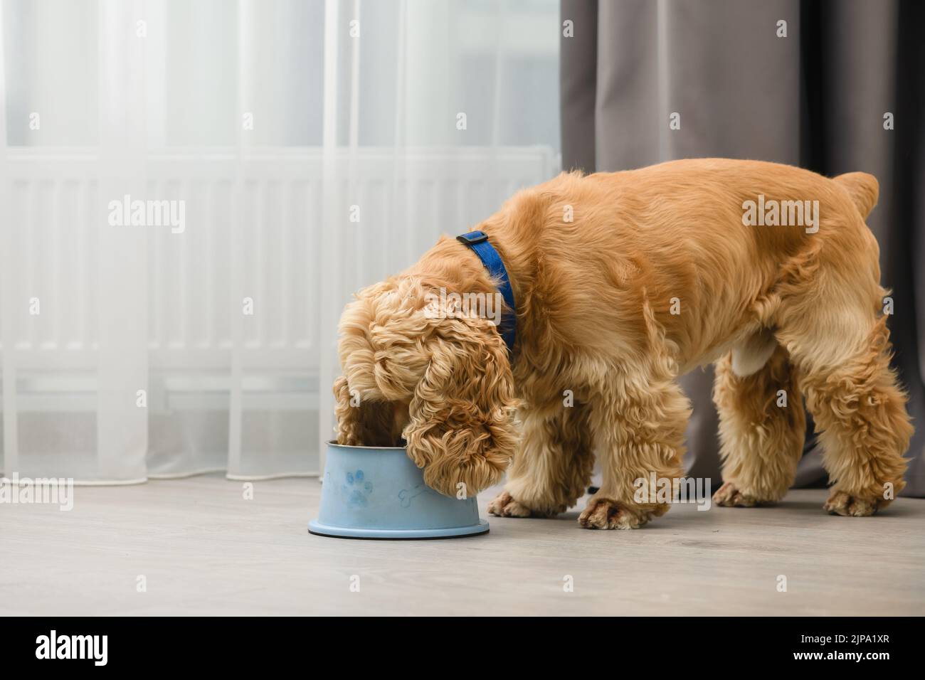 Cocker spaniel dog eating food from bowl on the floor in the home Stock