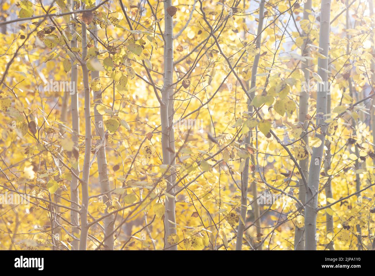 Golden Yellow Leaves in Aspen Tree Grove in Autumn Stock Photo