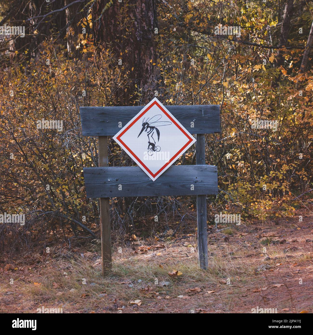Beware of Murder Hornet Sign in Fall Forest Stock Photo