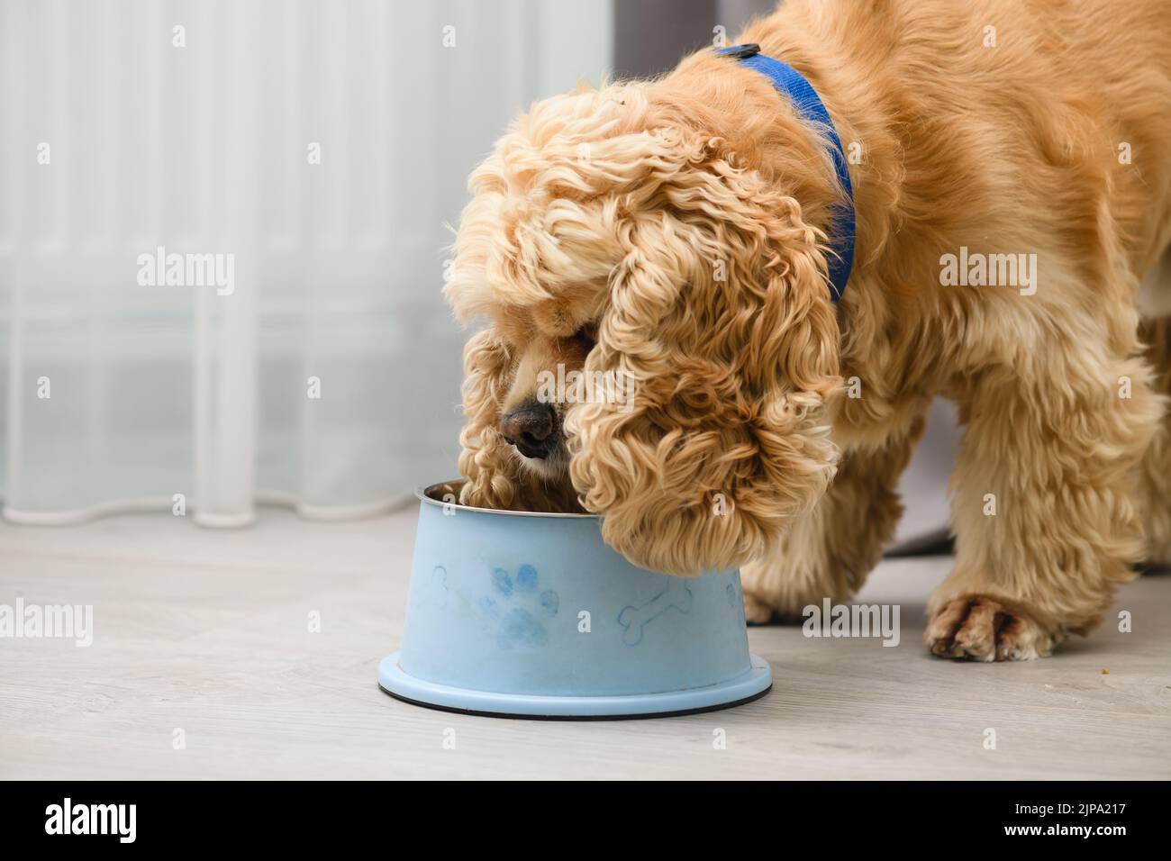 Cocker spaniel dog eating food from bowl on the floor in the home Stock