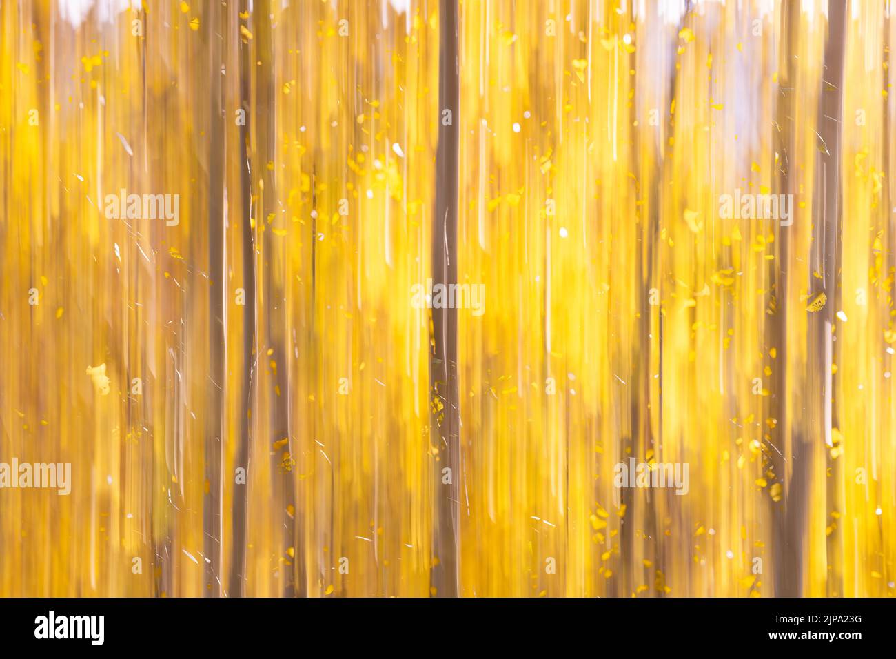 Golden Yellow Aspen Tree Grove in Autumn Abstract Blurred by Intentional Camera Movement Stock Photo
