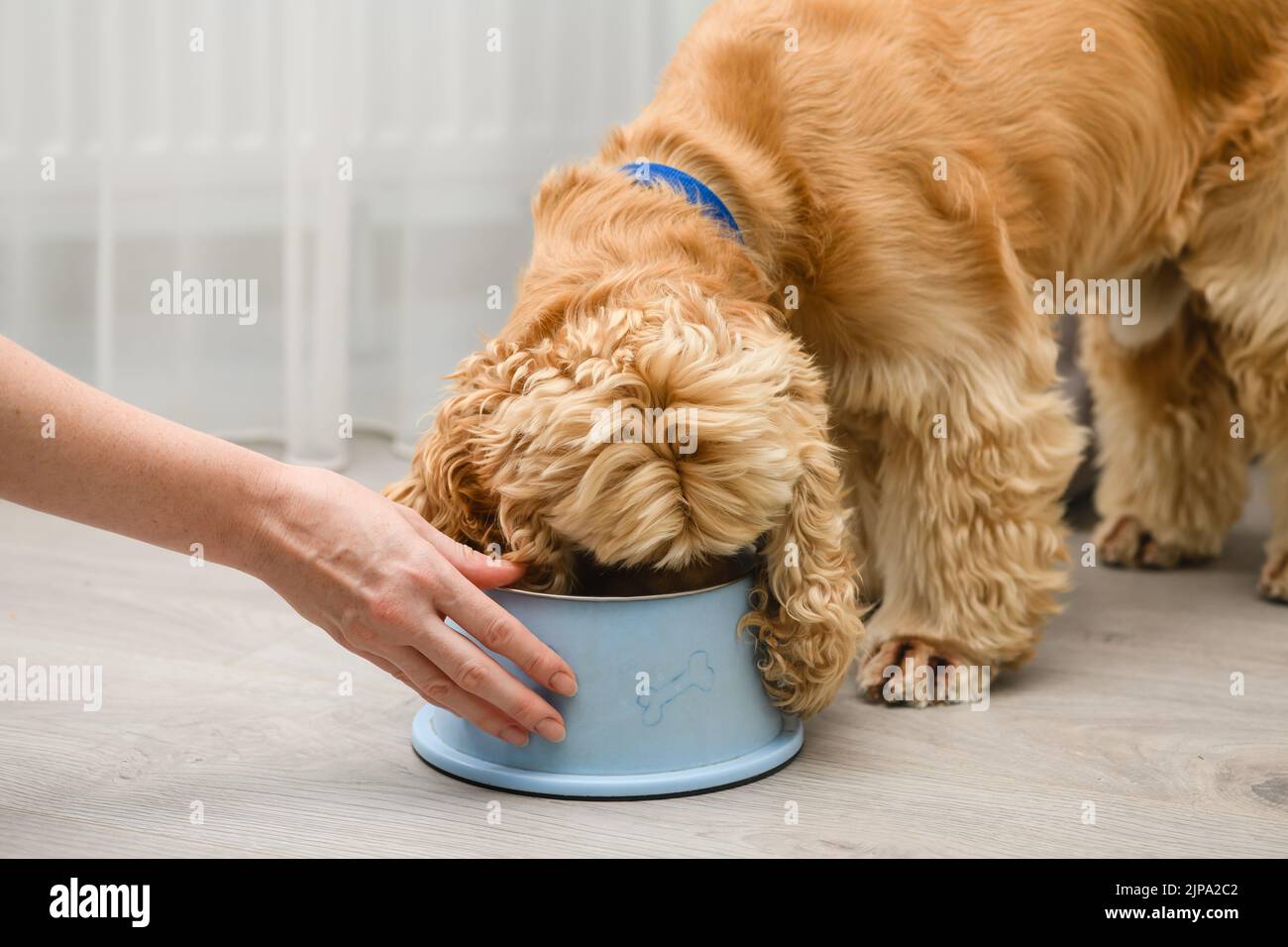 Cocker spaniel dog eating food from bowl on the floor in the home