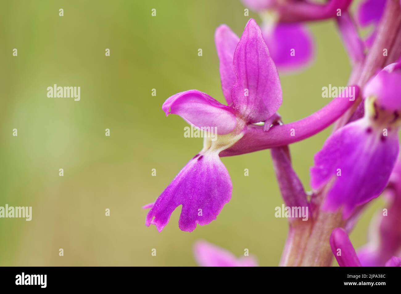 Early purple orchid (Orchis mascula) flower close up, Kenfig NNR, Glamorgan, Wales, UK, May. Stock Photo