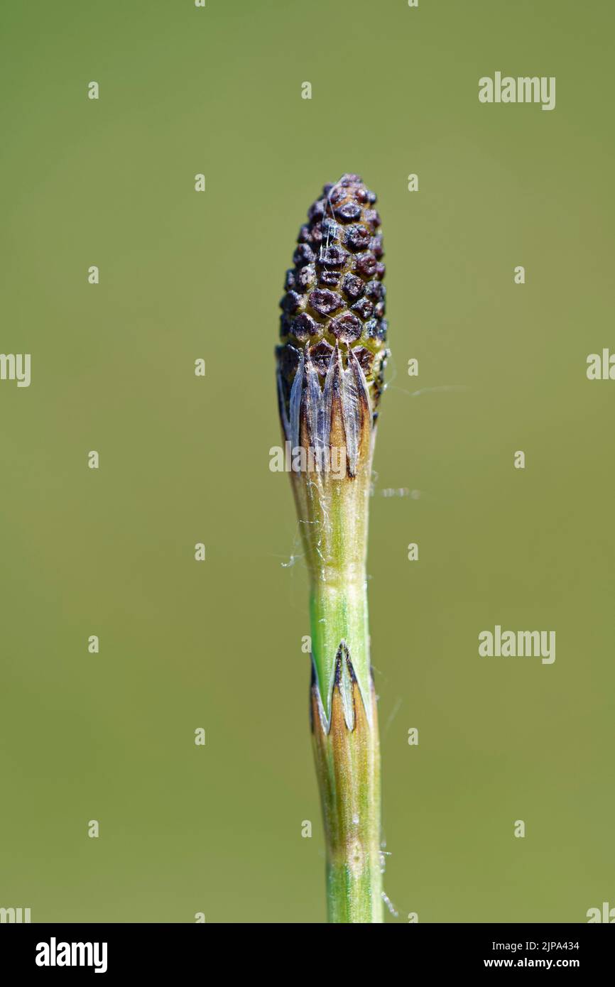 Marsh horsetail (Equisteum palustre) spore cone, Kenfig NNR, Glamorgan, Wales, UK, May. Stock Photo