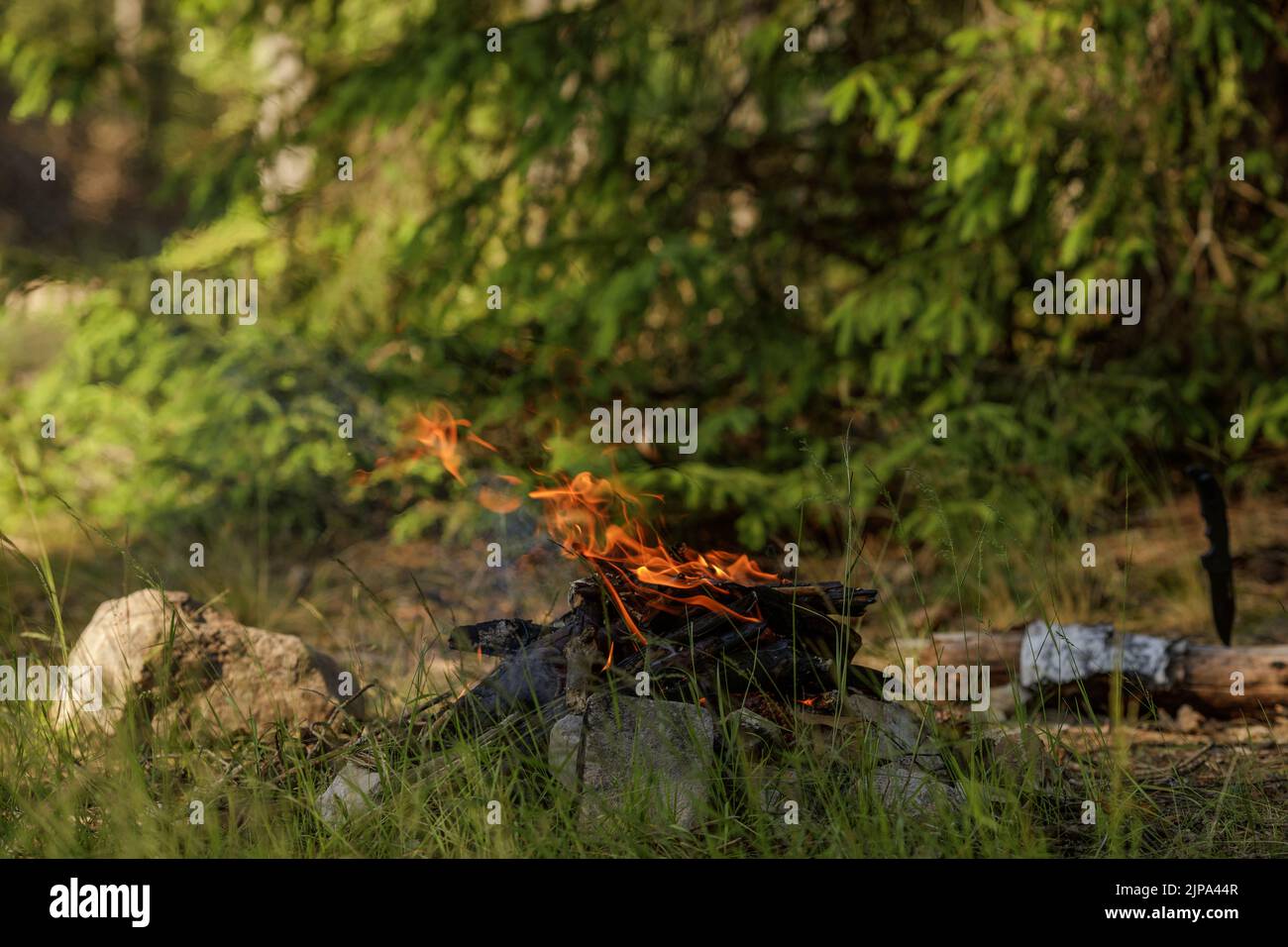 Close up of burning timber bonfire in summer forest. The concept of ...