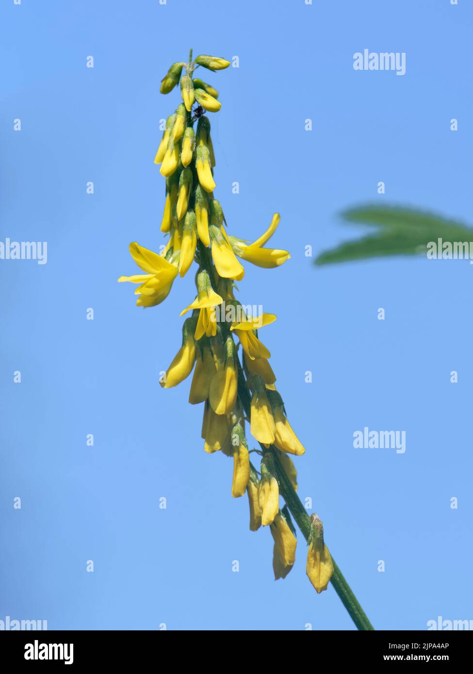 Tall or Golden melilot (Melilotus altissimus) flowering spike, Kenfig NNR, Glamorgan, Wales, UK, July. Stock Photo
