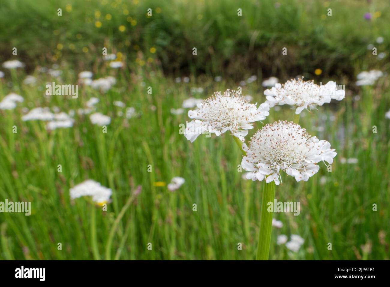 Tubular water dropwort (Oenanthe fistulosa) stand flowering in a
