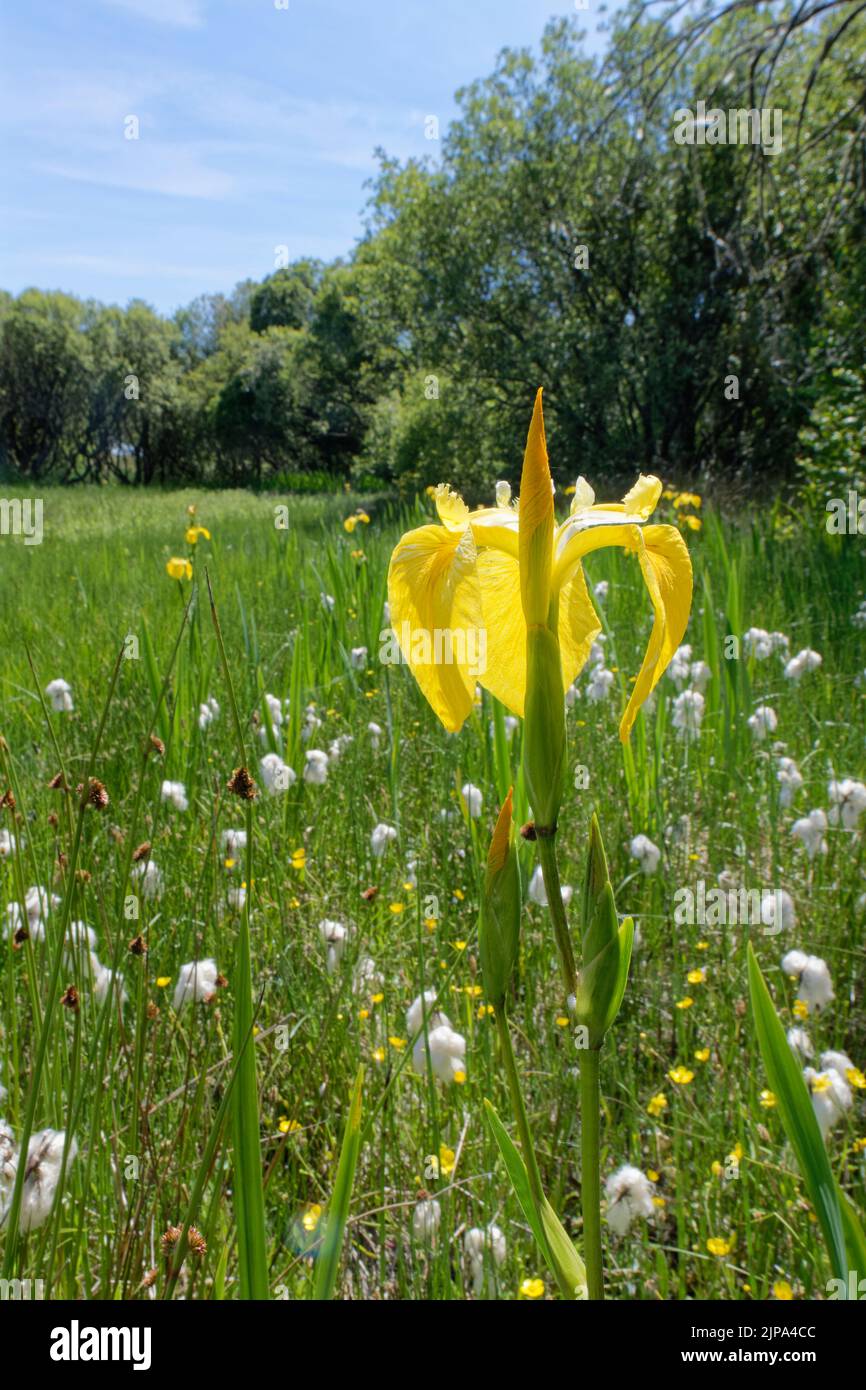 Yellow flag iris (Iris pseudacorus) and Common cottongrass (Eriophorum angustifolium) flowering in a marsh, Kenfig NNR, Glamorgan, Wales, UK, June. Stock Photo
