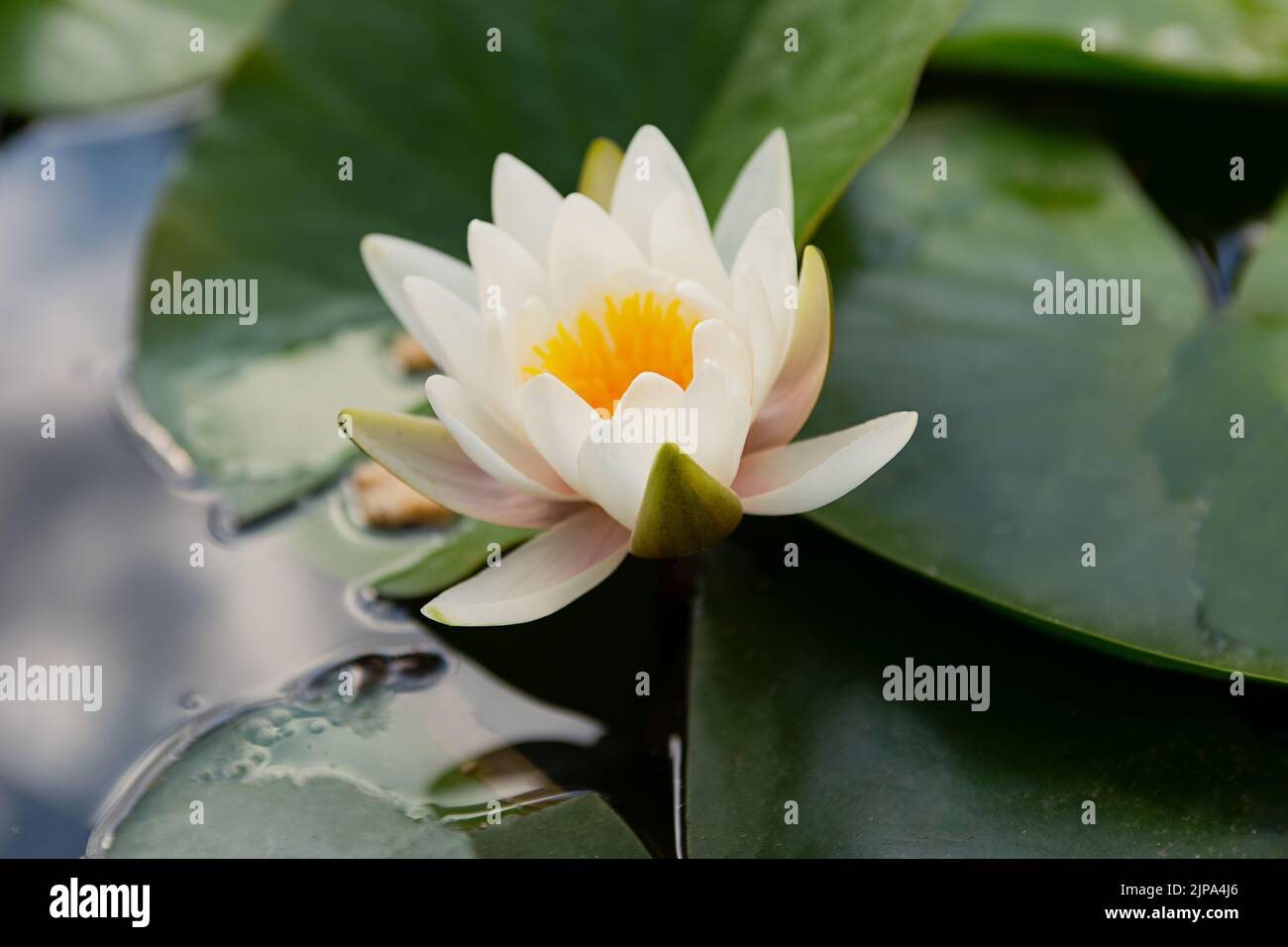 Closeup photography of water lily in the water. Stock Photo