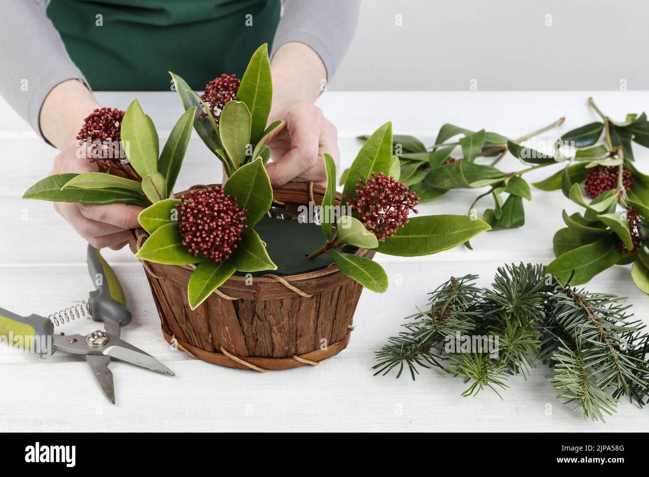 Florist at work: woman shows how to make floral arrangement with  skimmia (Skimmia japonica), an evergreen shrub and fir twigs. Step by step, tutorial Stock Photo
