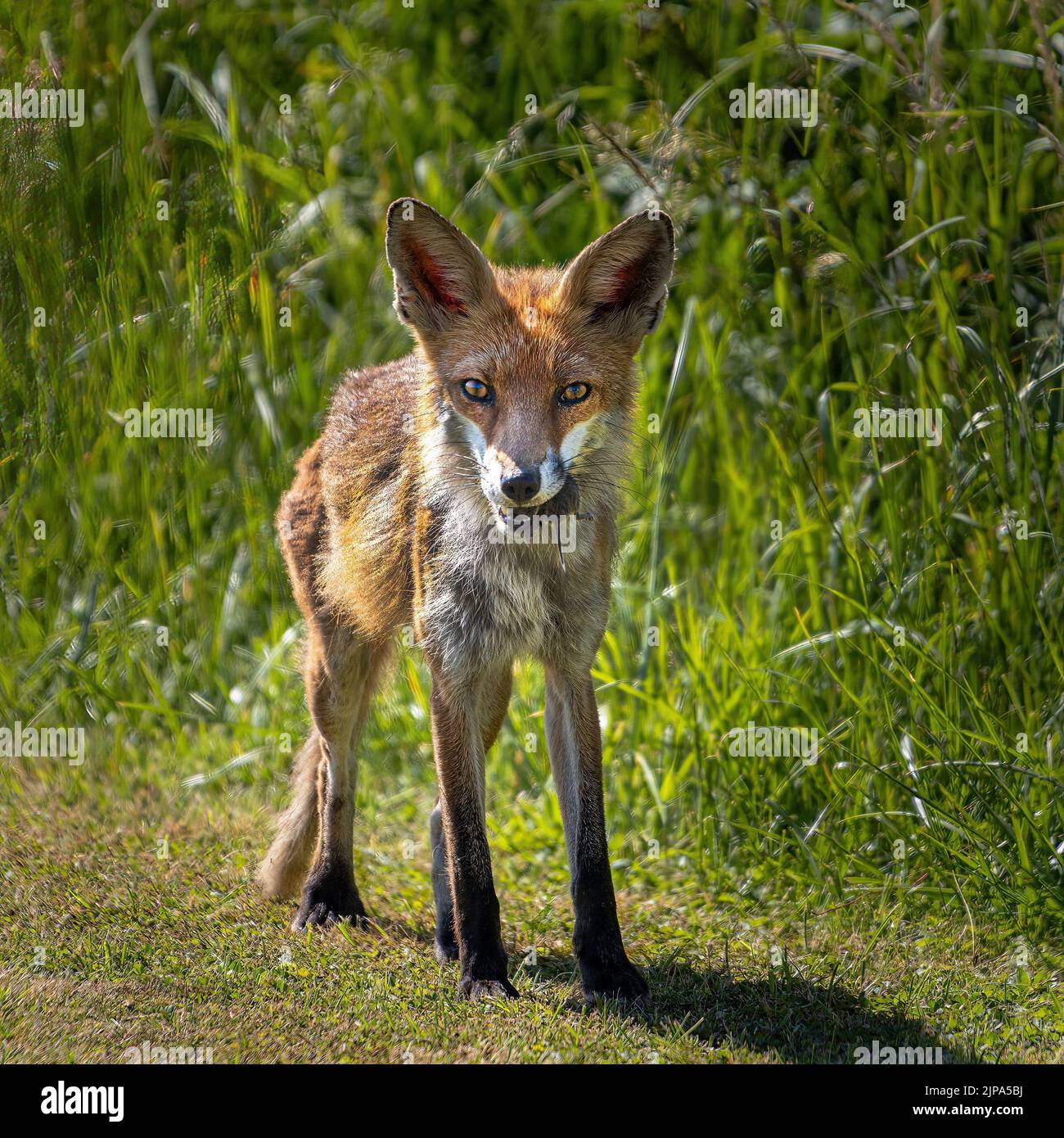 A brown fox walking in the meadow Stock Photo Alamy