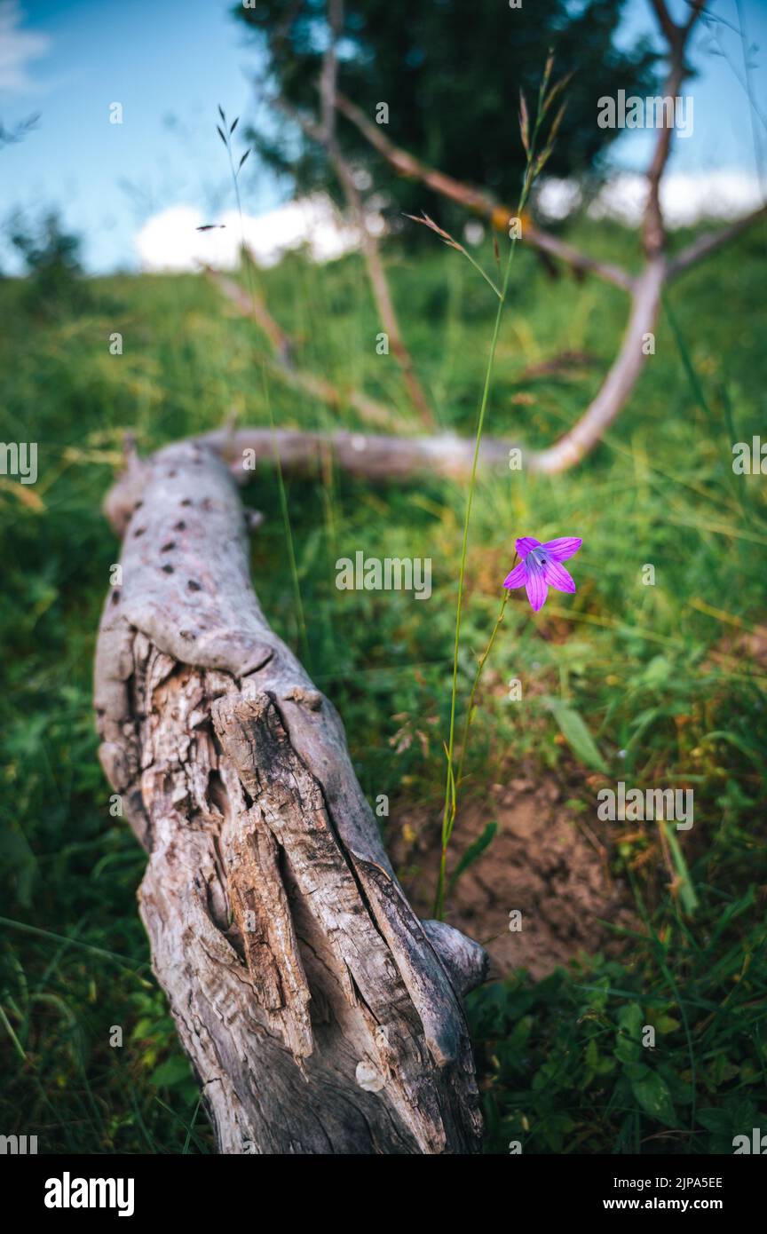 A vertical shot of a Campanula sprawling flower next to a tree branch in Transylvania, Romania Stock Photo